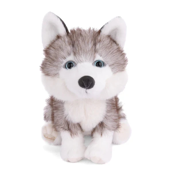 Sweet Husky