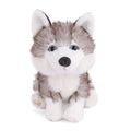 Sweet Husky