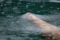 The Interface - Steller Sea Lion