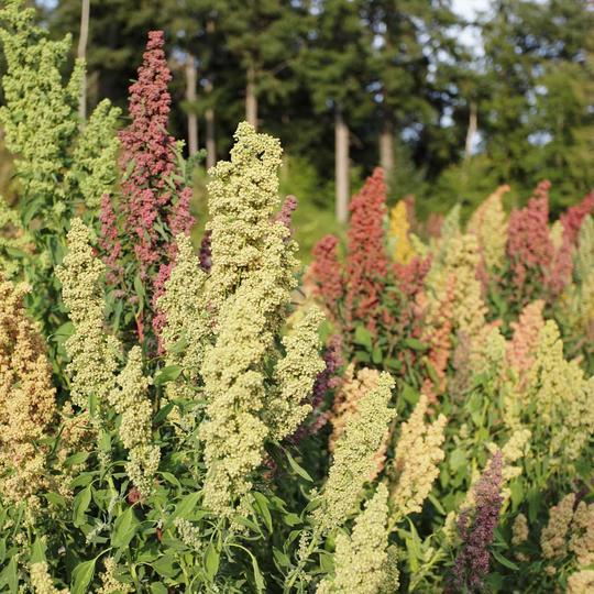Tri-Color Quinoa