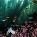 Under the Canopy - juvenile rockfish