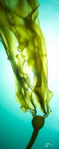 Vertical Canvas - Bull Kelp Vertical