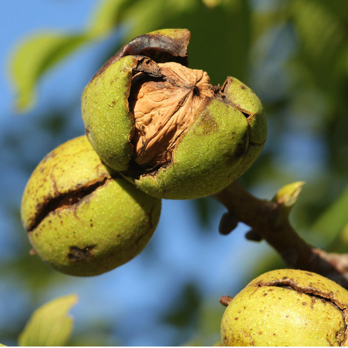 Walnuts Large Halves & Pieces