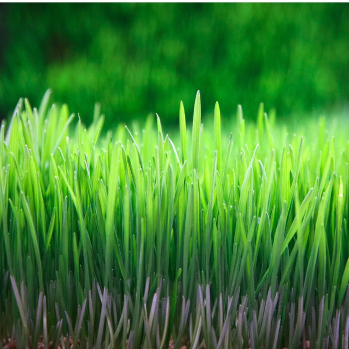 Wheatgrass Juice Powder