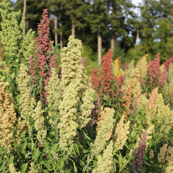 White Quinoa