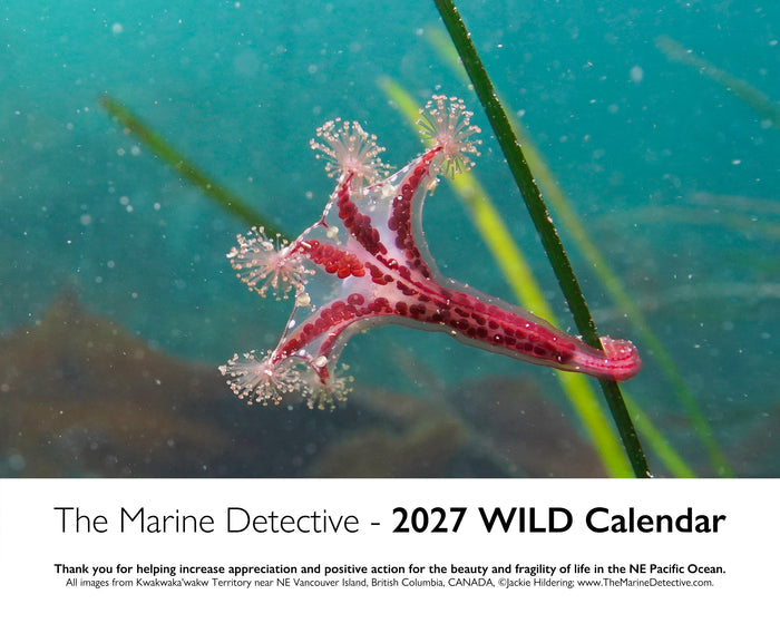 WILD 2027 Calendar
