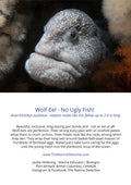 Wolf-Eel - No Ugly Fish!